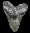 Bargain, Fossil Megalodon Tooth - Georgia #80070-1